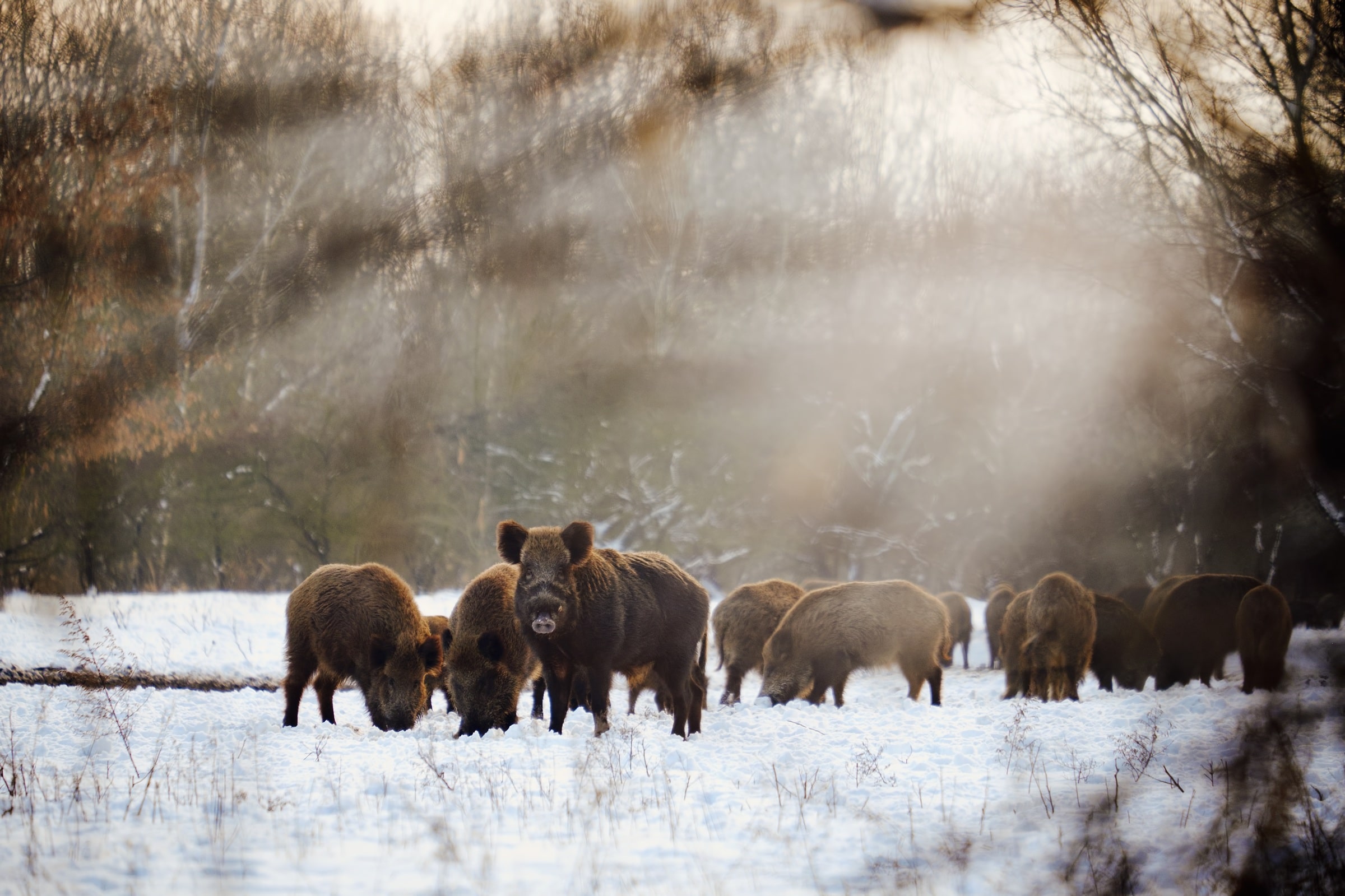 Ausrüstung für Drückjagd - Sauen im Schnee