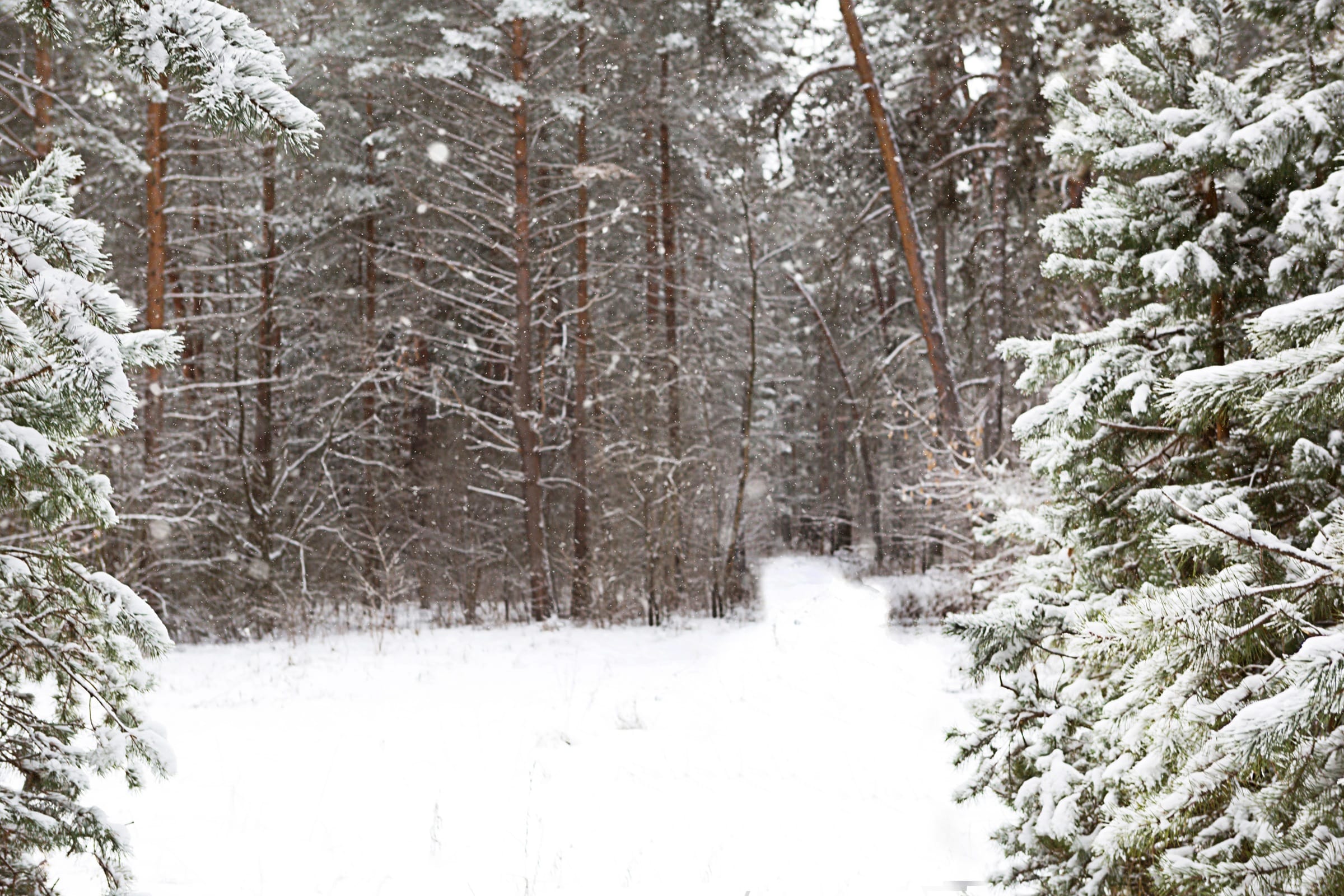Die richtige Drückjagd-Ausrüstung schützt dich auch bei Schnee im Wald